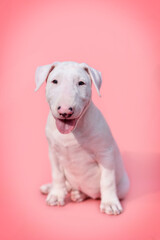 Obraz premium small bull terrier puppy on a pink background