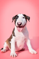 
small bull terrier puppy on a pink background