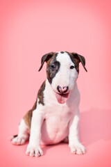 
small bull terrier puppy on a pink background