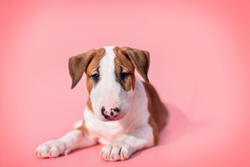 
small bull terrier puppy on a pink background