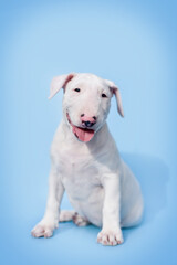 Obraz premium small bull terrier puppy on a blue background