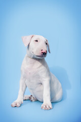 Obraz premium small bull terrier puppy on a blue background