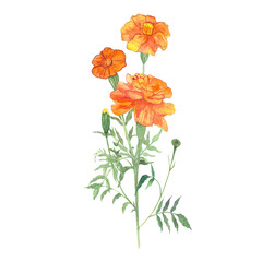 marigolds, flowers drawn in watercolor, symbol of longevity in China, symbol of the day of the dead
