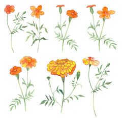 Obraz premium marigolds, flowers drawn in watercolor, symbol of longevity in China, symbol of the day of the dead