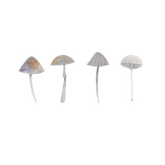 Obraz premium mushrooms painted by watercolor, isolated illustration of mushrooms