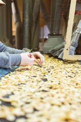 Hands in the foreground selecting seeds in front of a conveyor belt