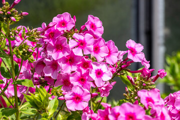 Blumen
