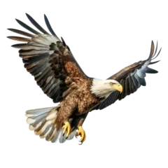 Foto op Canvas American eagle flying gracefully on transparent background PNG. © I LOVE PNG