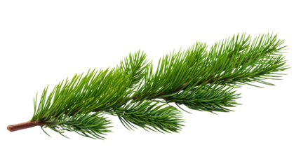 Pine tree branch
