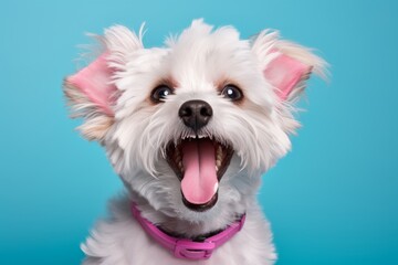 Portrait of purebred lap maltese dog animal pet friend against color background