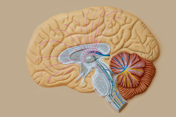 Model of the human brain for teaching in the medical class. The structure of the brain.