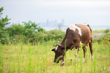 Brown cow eats grass in the meadow.