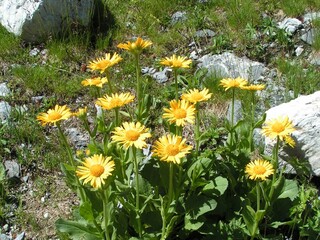 Fleurs jaunes des montagnes alpines, la doronic