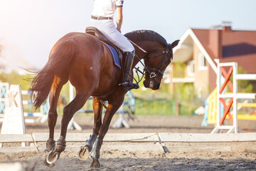 Young rider woman riding horse warming up before showjumping competition