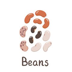 beans, red, white, black beans, harvest. Vector Illustration for printing, backgrounds and packaging. Image can be used for greeting cards, posters, stickers and textile. Isolated on white background.