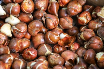 Tulip bulbs ready for planting,  background. Close up. 