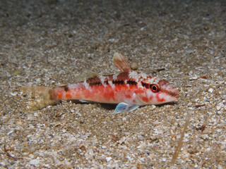 Invasive goat fish in the Mediterranean Sea
