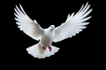 Flying white dove on black background