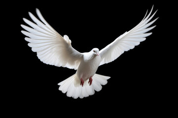 Flying white dove on black background