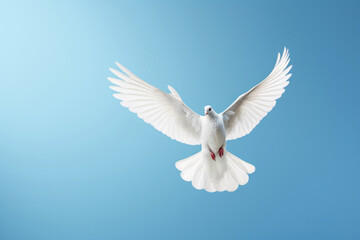 Flying white dove on the blue sky