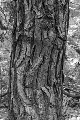 Beautiful black and white natural background tree trunk bark skin