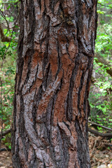 Obraz premium Beautiful natural background tree trunk bark skin