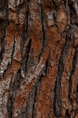 Beautiful natural background tree trunk bark skin