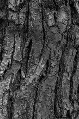Beautiful black and white natural background tree trunk bark skin