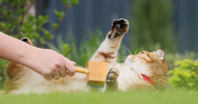 The owner of the pet combs the hair of a ginger cat