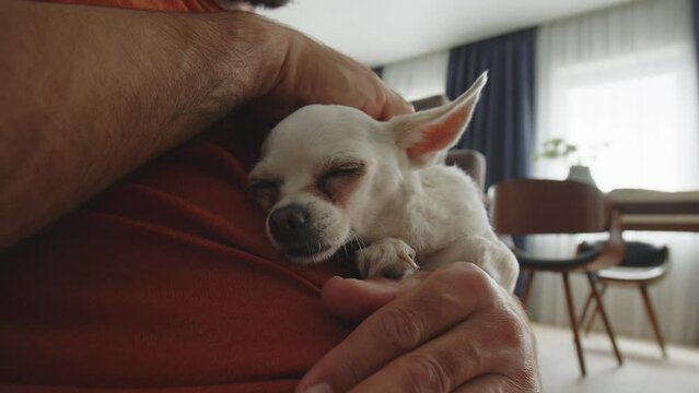 Man is stroking his pet at home. A man takes care of a small chihuahua dog while he sleep. The concept of human and animal friendship