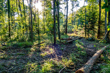 Fototapeta premium Frisch gefällte Bäume im Mischwald