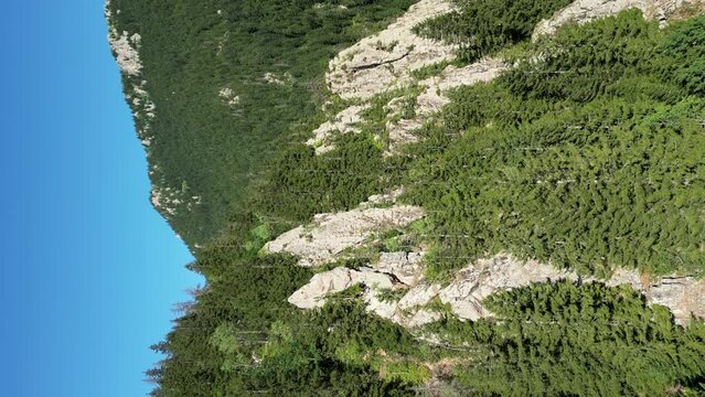 Pine tree forest aerial view. Image of forest located on high mountains outdoors. View of the Black Sea mountain range. Vertical view. Story format. Rize Türkiye