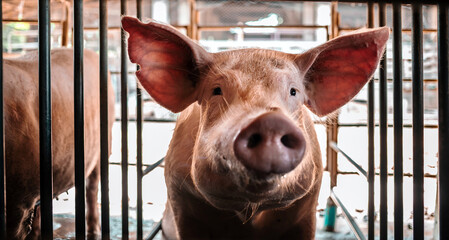Portrait of cute breeder pig with dirty snout, Close-up of Pig's snout.Big pig on a farm in a pigsty, young big domestic pig in stable © NARONG