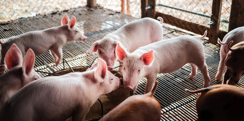 Portrait of a cute small piglet on the farm. group of mammals waiting for feed. swine in the stall. - Powered by Adobe