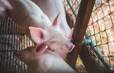 A little pig drinking water on the farm so happily, Ecological pigs and piglets