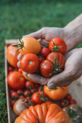 Male Farmer holding fresh tomato harvest in hands at sunset light. Selective focus on tomatoes. Gathered tomatoes. Wooden box blurry in the background. Variety of different tomatoes.
