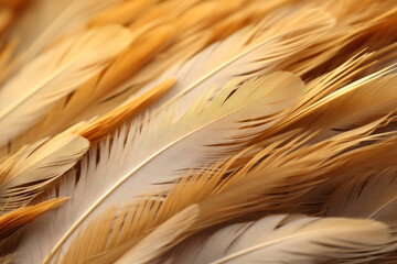 Majestic Feather Quills Unveiled: An Enchanting Close-Up Revealing Nature's Intricate Design and Exquisite Precision'