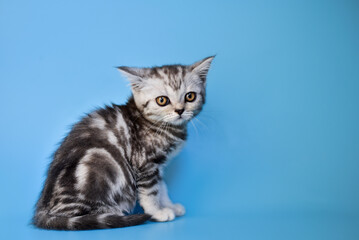 small Scottish Fold kitten on a blue background