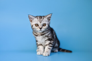 small Scottish Fold kitten on a blue background