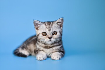 small Scottish Fold kitten on a blue background