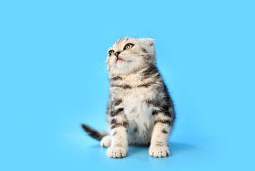 small Scottish Fold kitten on a blue background