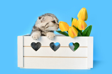 small Scottish Fold kitten on a blue background in a white box and yellow flowers
