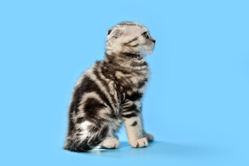 small Scottish Fold kitten on a blue background
