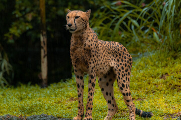 Cheetah portrait with a head on view, copy space for text