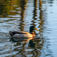 duck on the water