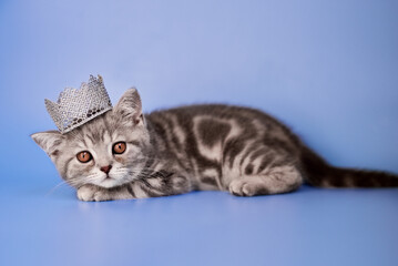 
small Scottish Fold kitten on a blue background with a crown on its head
