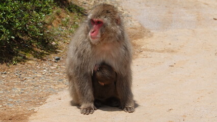 京都のニホンザル
