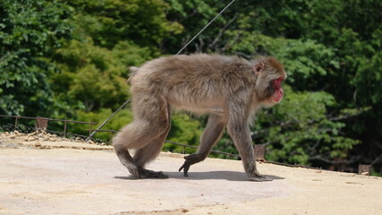 京都のニホンザル