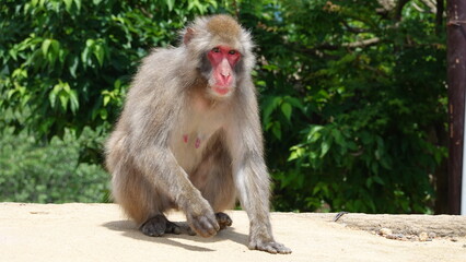 京都のニホンザル