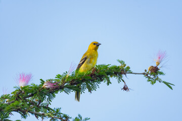 A young Yellow Oriole perching in a Calliandra tree in soft morning light isolated with blue sky...